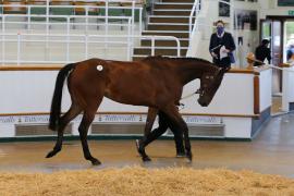 Lot  27 TCMay3303Tattersalls