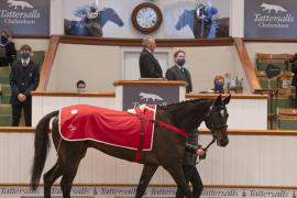 Lot  28 CDS 10122020 Tattersalls