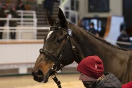 Lot  28 Head CDS 10122020 Tattersalls