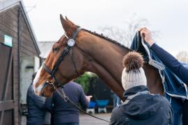 Lot  28 TCF201Tattersalls