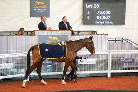 Lot  28 TCF3011Tattersalls