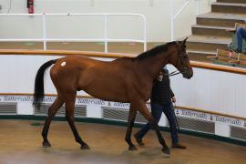 Lot  28 TCMay3321Tattersalls