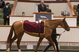 Lot  29 CDS 10122020 Tattersalls