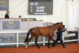 Lot  29 TCF4317Tattersalls