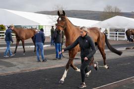 Lot  29 TCF553Tattersalls