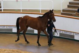 Lot  29 TCMay3327Tattersalls