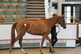 Lot  2 TCMay2214Tattersalls