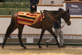 Lot  30 CDS 10122020 Tattersalls