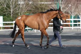 Lot  30 TCF1059Tattersalls