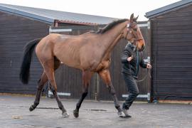 Lot  30 TCF392Tattersalls