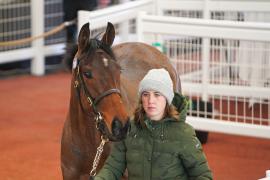 Lot  30 TCF4218Tattersalls