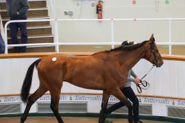 Lot  30 TCMay3353Tattersalls