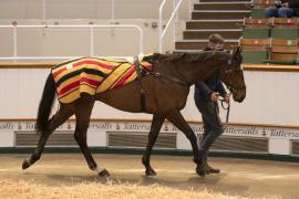 Lot  31 CDS 10122020 Tattersalls