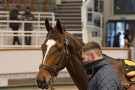 Lot  31 Head CDS 10122020 Tattersalls