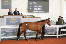 Lot  31 TCF2952Tattersalls