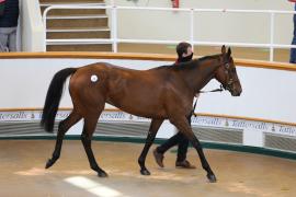 Lot  31 TCMay3386Tattersalls