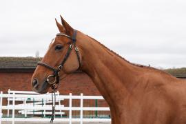 Lot  32 TCF974Tattersalls