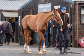 Lot  33 TCF667Tattersalls