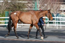 Lot  34 TCF1047Tattersalls