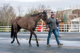 Lot  36 TCF265Tattersalls