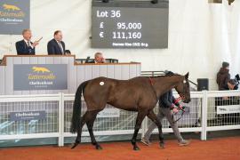 Lot  36 TCF3182Tattersalls