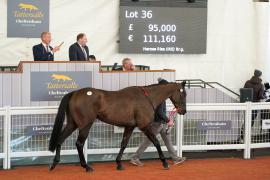 Lot  36 TCF3190Tattersalls