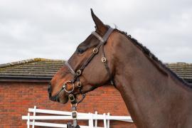 Lot  36 TCF537Tattersalls