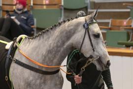 Lot  37 Head CDS 10122020 Tattersalls