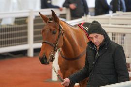 Lot  37 TCF3292Tattersalls