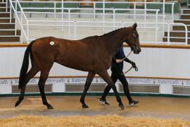 Lot  37 TCMay3581Tattersalls