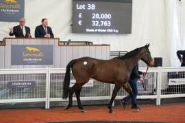 Lot  38 TCF2189Tattersalls