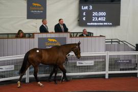 Lot  3 TCF4482Tattersalls