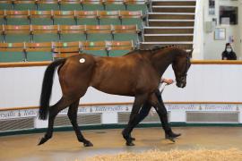 Lot  3 TCMay2265Tattersalls