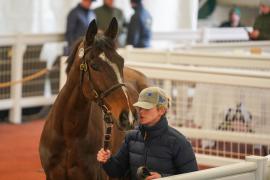 Lot  40 TCF1950Tattersalls