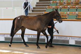 Lot  40 TCMay3625Tattersalls