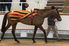 Lot  41 CDS 10122020 Tattersalls