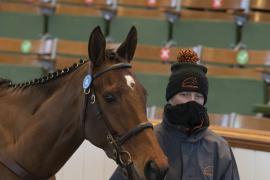 Lot  41 Head CDS 10122020 Tattersalls