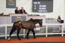 Lot  41 TCF2809Tattersalls