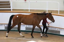 Lot  41 TCMay3651Tattersalls