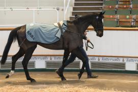 Lot  42 CDS 10122020 Tattersalls