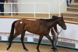 Lot  42 TCMay3667Tattersalls