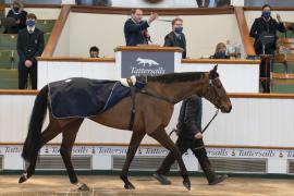 Lot  43 CDS 10122020 Tattersalls