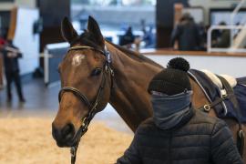 Lot  43 Head CDS 10122020 Tattersalls