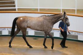 Lot  43 TCMay3686Tattersalls