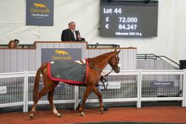 Lot  44 TCF1851Tattersalls