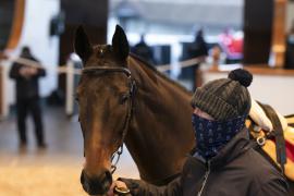 Lot  45 Head CDS 10122020 Tattersalls