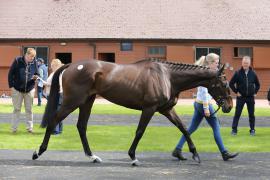 Lot  45 TCMay1577Tattersalls