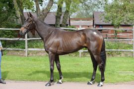 Lot  45 TCMay1610Tattersalls