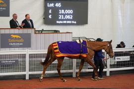 Lot  46 TCF2860Tattersalls