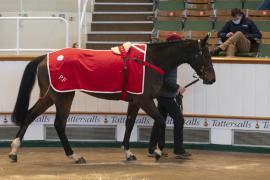 Lot  47 CDS 10122020 Tattersalls